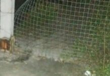 Suposto assaltante de motoristas de aplicativo é assassinado no Santa Etelvina; cena forte!