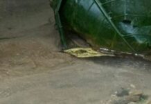 Corpo em avançado estado de decomposição é encontrado no bairro Jorge Teixeira; imagem forte