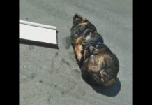 Em Manaus, cadela da raça “Rottweiler” é assassinada, amarrada e jogada em matagal; veja vídeo