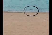 Perigo! Banhistas flagram jacaré às margens da Praia da Ponta Negra, em Manaus; veja vídeo