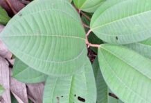 Homem que saiu para trabalhar é encontrado morto em ramal no Tarumã; imagem forte!