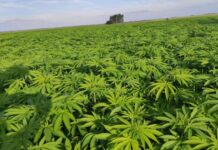 Polícia destrói mais de 250 hectares de plantações de maconha na fronteira com Paraguai