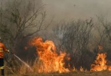 Incêndio no Pantanal destrói habitat crítico para araras-azuis