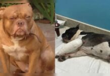 Ataque de cão da raça “pit bull” vira caso de polícia