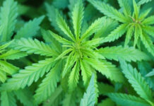 STJ anula pena de usuário de maconha com 23g, aplicando pela 1ª vez a decisão do STF