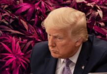 Trump reitera apoio à legalização da maconha nos Estados Unidos