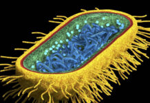 Mais de 200 milhões de mortes podem ser associadas a bactérias super-resistentes até 2050