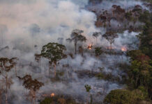 Emissões de gases do efeito estufa atingem recorde no Amazonas