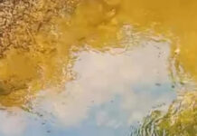 Homem é encontrado morto em igarapé no Ramal do Pau Rosa; imagem +18