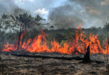 No Dia da Amazônia, o bioma sofre com recorde de queimadas e seca extrema