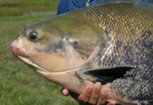 Pesca do tambaqui e de outras nove espécies está suspensa no Amazonas até março de 2025