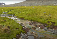 Antártida ganha coloração verde com a perda de gelo causada pelo aquecimento global