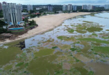 Cheia dos rios no Amazonas afeta praia da Ponta Negra e desafia prefeitura a remover capim flutuante
